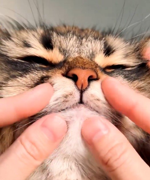 猫の口元