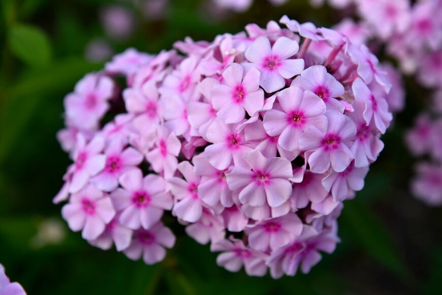 フロックスの花。色は薄いピンク、中央部は濃いピンク。