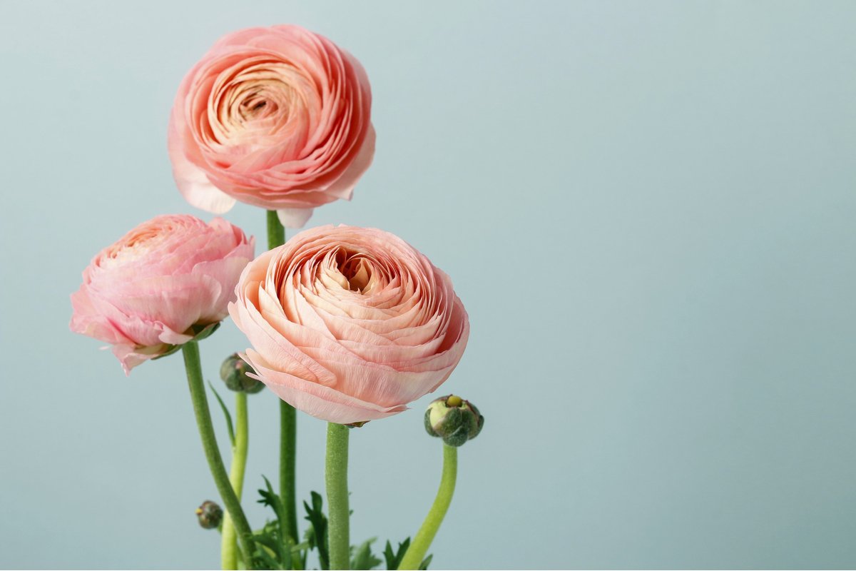 ラナンキュラスの育て方 華やかな花弁が春を彩る 初心者も育てやすい球根植物 記事詳細 Infoseekニュース