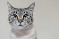 【年金一覧表】80歳代＆90歳以上の平均受給額はいくら？厚生年金は他の年代よりも若干高い傾向に