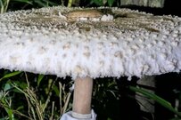 白いスカーフを巻いている？　不思議な見た目の巨大キノコに思わず二度見