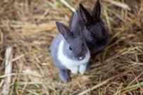 親子で訪れた「うさぎふれあい広場」でまさかの事態…　ターゲットにされた「息子の様子」に思わず二度見