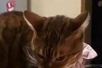 麦茶を作ろう！…えっ？爆笑の声続出　猫さんの予想外な行動