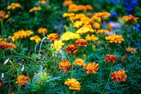 【ガーデニング】マリーゴールドがオシャレ！オススメ品種＆一緒に植えたい花々を紹介