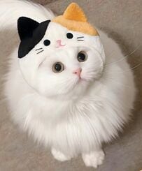 【変身】白猫から三毛猫に？！被り物で変身する猫ちゃんが可愛いと話題に
