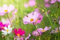 【遺族年金と繰下げ】年金「最大84％増」の落とし穴。66歳前に遺族年金の権利があると繰下げできない？【2028年の新ルールを解説】