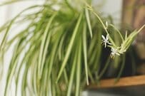 【リビングにひと鉢】白い花やリーフが涼しげな「観葉植物」3選。初夏のインテリアグリーンに