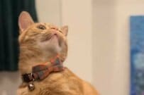 【スーパーモデル爆誕】猫がふいに見せた「完璧なポーズ」→才能が開花した瞬間が話題「首の角度が絶妙すぎる」