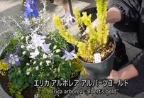 【春の寄せ植え】話題のガーデニング「ブルーとイエロー」で爽やかな春の寄せ植えが完成！