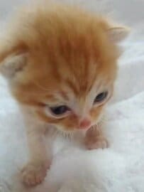 【子猫→成長後】予想を裏切る激変ぶりに反響の声が続出「異星人だね」「最高ですw」