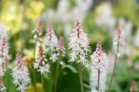 庭に馴染めば【植えっぱなしOK】野趣あふれる宿根草3選！ローメンテなのに美しい