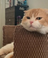 【話題】お風呂に浸かっているかのような猫ちゃんの表情にSNS中がメロメロ