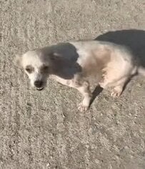 後ろ脚に障害を抱え、路上で暮らしていた犬を保護 安全な環境で新たな生活をスタート