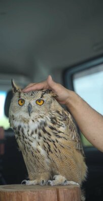 【海辺で涼むフクロウ】車のラゲッジスペースは特等席！飼い主さんとのんびりする姿に癒される