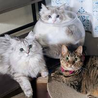 「仲良し猫3匹」の集合写真に違和感　あまりにも様子が違う一匹に「表情すごすぎ」