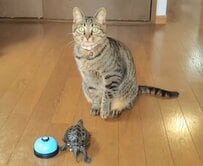 「スケボー貸してあげたのに」亀の優しさをスルーする猫の行動に笑ってしまう