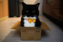 【猫やめます】変幻自在の猫の様子が話題に　「なんだろう」「どこからどう写しても…」