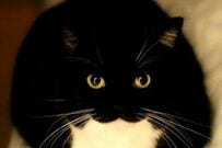 【どうやってるの？】最高にかわいい「猫のポーズ」に思わず悶絶　不思議な姿に「どうやって…」