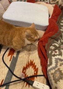 猫がこたつを前にすると→ドリル回転で侵入する様子に笑ってしまう「顔回転させて入ってる」