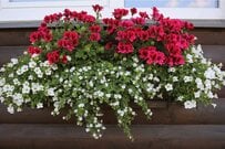 【ガーデニング】鮮やかな色合いの多年草「ゼラニウム」寄せ植え例を紹介！深紅の花色は大人っぽくてオシャレ