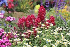 ガーデニング初心者にオススメ【多年草】毎年花が咲く！オシャレな庭に植えたい品種10選