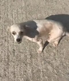 後ろ脚に障害を抱え、路上で暮らしていた犬を保護 安全な環境で新たな生活をスタート