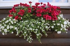 【ガーデニング】鮮やかな色合いの多年草「ゼラニウム」寄せ植え例を紹介！深紅の花色は大人っぽくてオシャレ