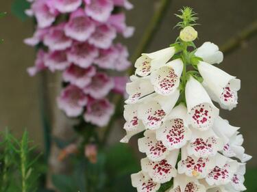 うちの庭に「植えてよかった！」毎年《長い期間花が咲く》植えっぱなし