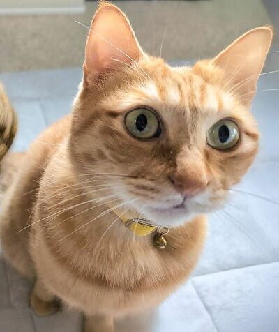 驚いたような顔のぷりんちゃん