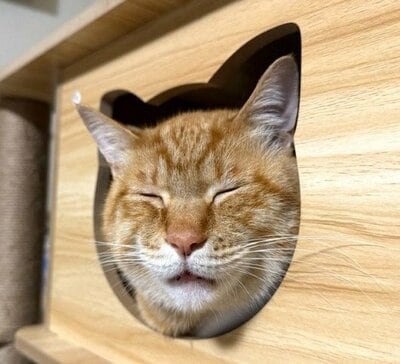 リチャードくんによる「型抜きチャレンジ」！