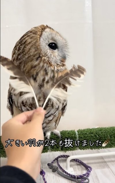 投稿動画のワンシーン