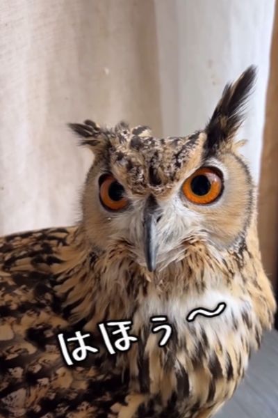 鳴くフクロウ