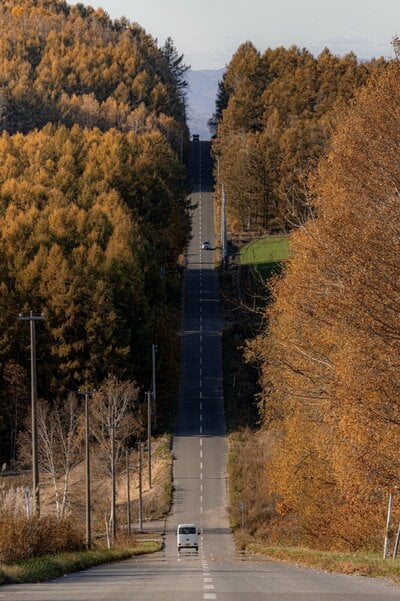黄金色の木々の間を延びる一本道