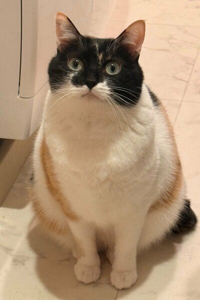 こちらを見つめる猫の雷十太ちゃん