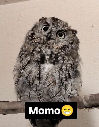 投稿動画のワンシーン