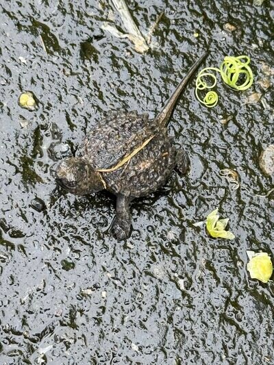 普通のカメかと思ったら&hellip;