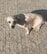 後ろ脚に障害を抱え、路上で暮らしていた犬を保護 安全な環境で新たな生活をスタート