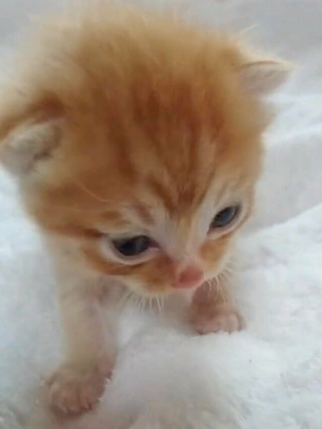 【子猫→成長後】予想を裏切る激変ぶりに反響の声が続出「異星人だね」「最高ですw」