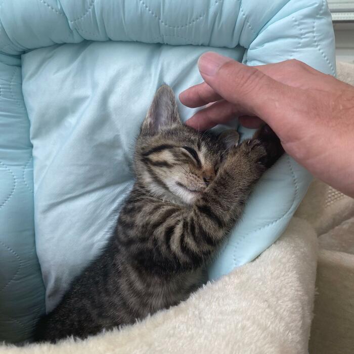 子猫のおねだりは反則！なんだって聞いちゃいます（笑）