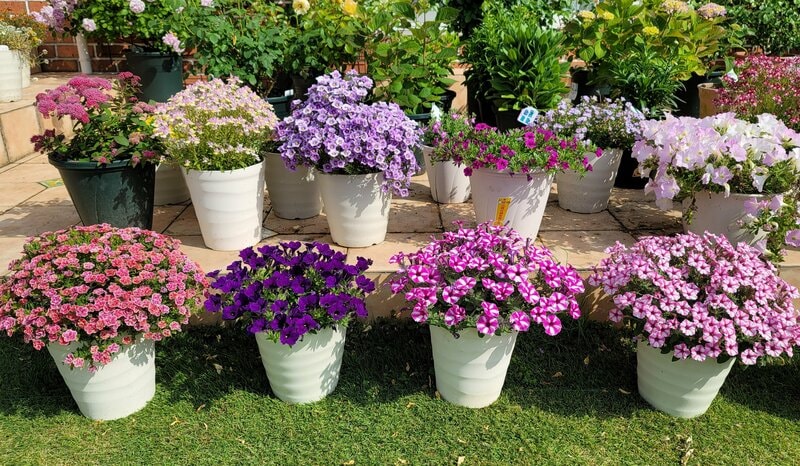 モリモリ咲かない原因は「鉢」にあるかも！？園芸歴25年で辿り着いた、花がよく咲く「おすすめプラスチック鉢」2つ 