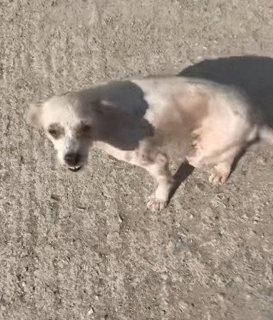 後ろ脚に障害を抱え、路上で暮らしていた犬を保護 安全な環境で新たな生活をスタート