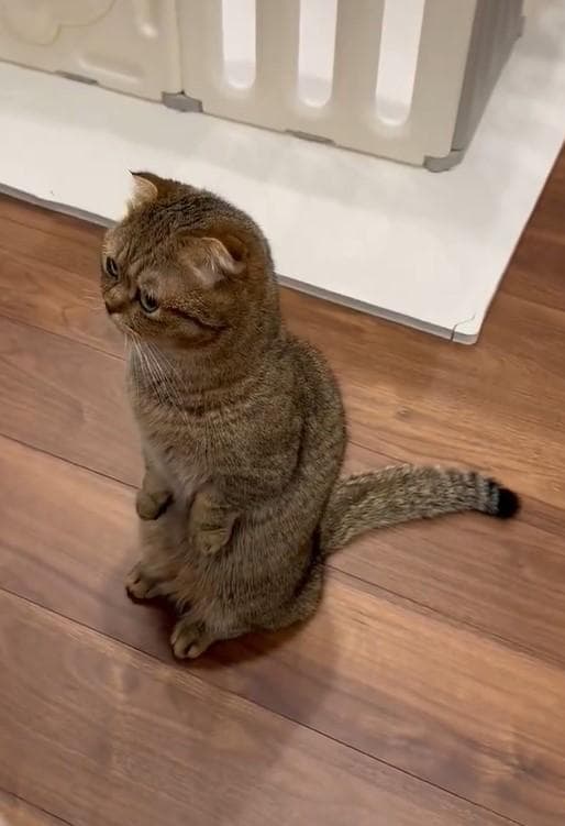 出所：@ponpokopontanu