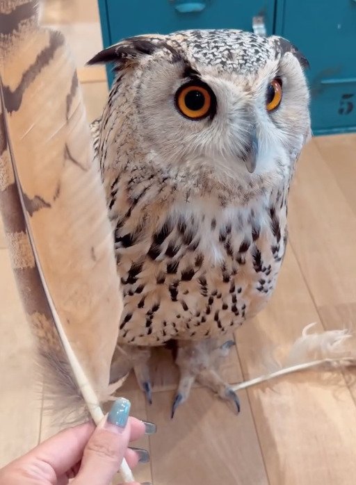 出所：＠yukkodawa