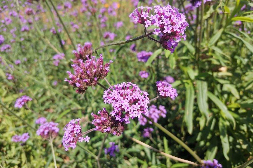 Santi Wiwatchaikul/Shuttestock.com