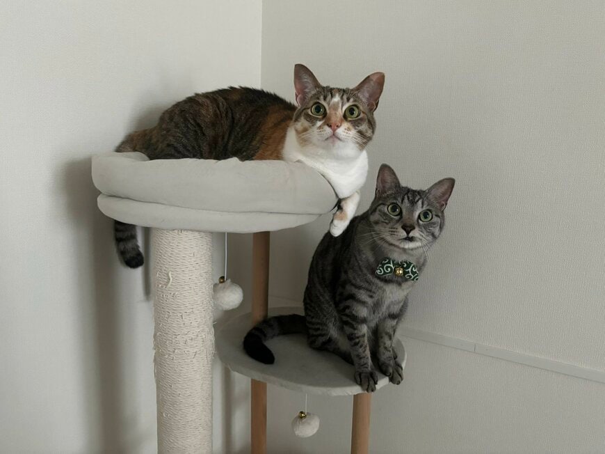 「どういう寝方？」野生を忘れた元保護猫の寝相が「ヨガの新しいポーズ」みたい