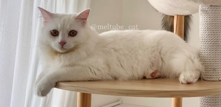 出所：@meltube_cat