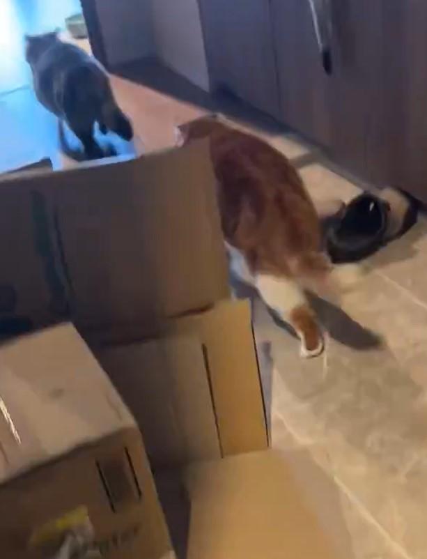 出所：@himaritomugi