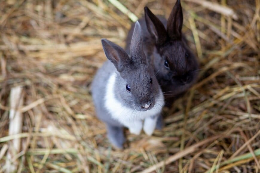 親子で訪れた「うさぎふれあい広場」でまさかの事態…　ターゲットにされた「息子の様子」に思わず二度見
