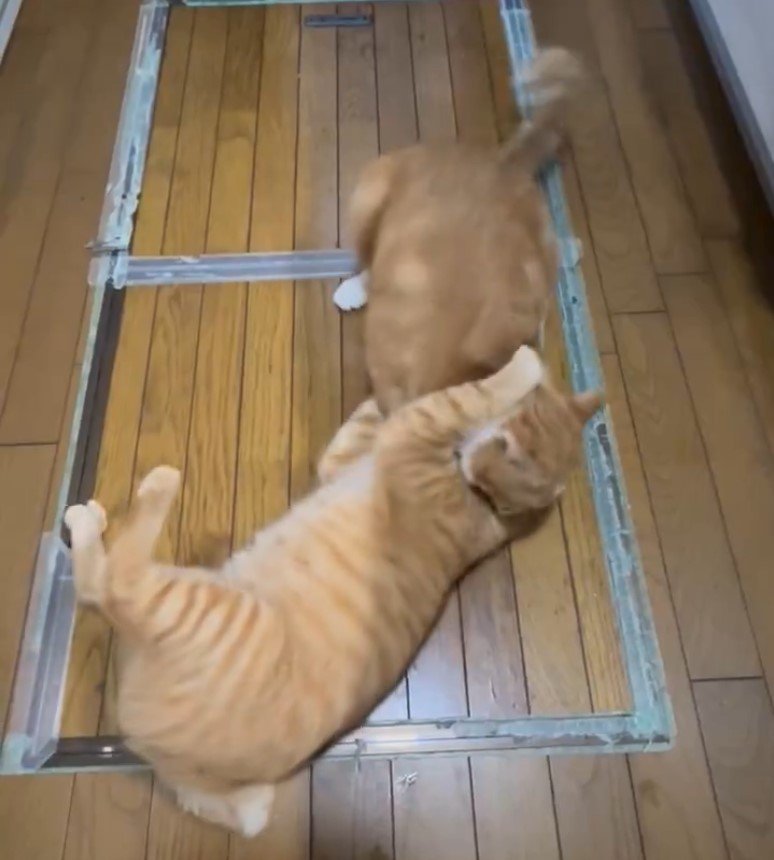 出所：@Beercat_Ana_Dar