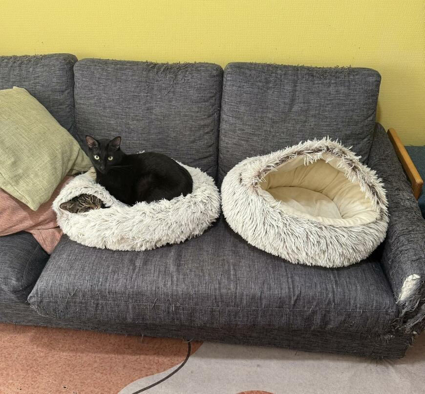 出所：@00shitemita